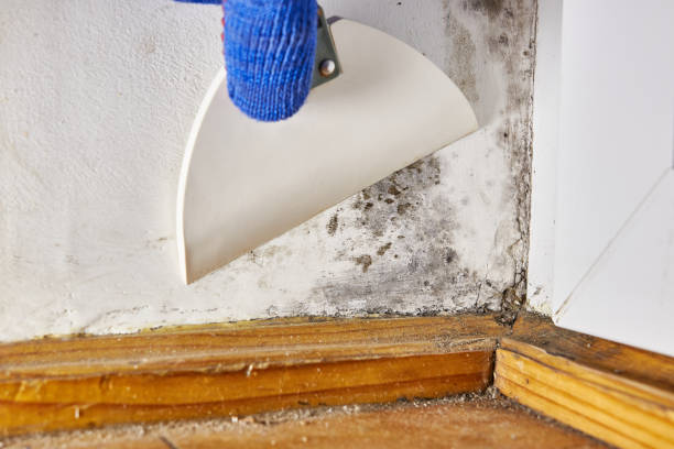 Best Post-Construction Mold Inspection  in Yerington, NV
