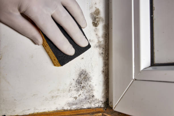 Best Mold Removal for HVAC Installations  in Yerington, NV